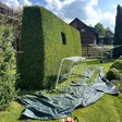 Geschnittene Hecke im Garten von J. Müller in Kaiserslautern