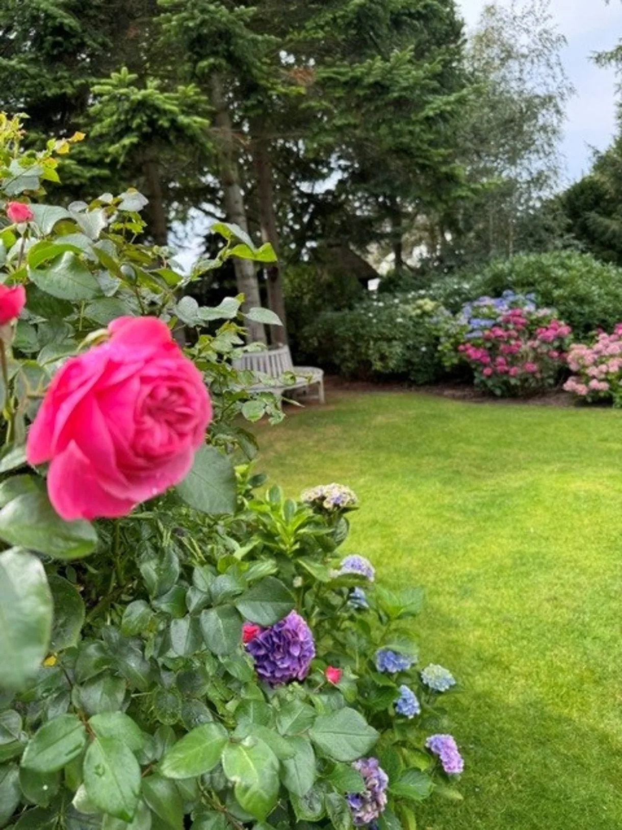 Gepflegter Garten mit blühender Rose, Hortensien und Sitzbank unter alten Bäumen